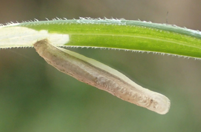 Case of Coleophora solitariella on Stellaria holostea